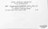 Pucciniastrum epilobii image
